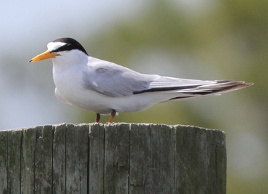 LETE perched LETE perched