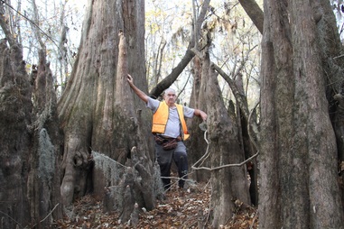 James-Land of Giant Cypress12-18-16 James-Land of Giant Cypress12-18-16