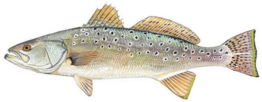 spottedseatrout 2 spottedseatrout 2