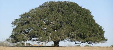 LiveOak LiveOak