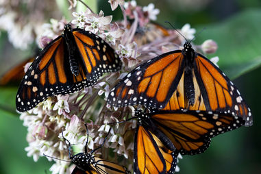 Monarch pollinating Ascleias Monarch pollinating Ascleias
