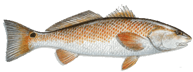 RedFish RedFish