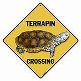TerrapinCrossingA TerrapinCrossingA