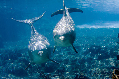 two dolphins two dolphins