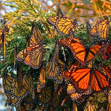 Monarch 1 Monarch 1